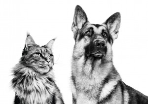 GERMAN_SHEPHERD___MAINE_COON_-_B_W_-_BRAND_EMBLEMATIC_-_FAQs_Med._Res.___Basic