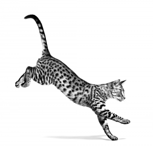 EGYPTIAN_MAU_ADULT___FHN_INDOOR_EMBLEMATIC_High_Res.___Print_250369