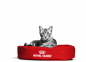 EGYPTIAN_MAU_ADULT___FHN_INDOOR_EMBLEMATIC_Med._Res.___Basic_250365