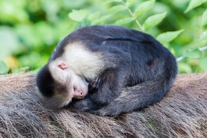 Capuchin monkey (Cebus capucinus)