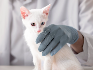 kgcb9-white-kitten-sitting-on-a-table-being-examined-by-a-vet